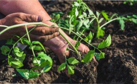 Як посадити розсаду помідорів яка переросла ? Поради досвідчених городників