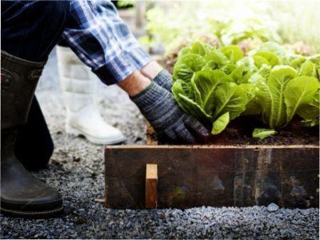 Що краще садити в квітні?