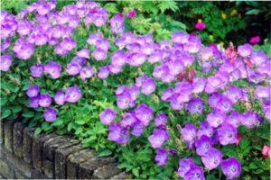 Дзвоник карпатський