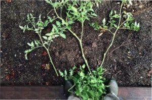 Підготовка посадки росзади помідорів яка переросла