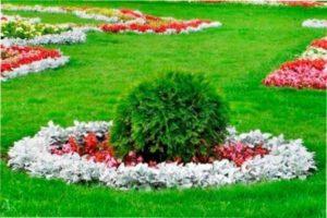 Багаторічні квіти для бордюрів