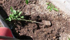 Як правильно посадити розсаду помідорів яка переросла в теплицю