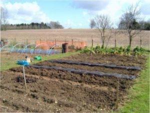 Посадка овочів в квітні 