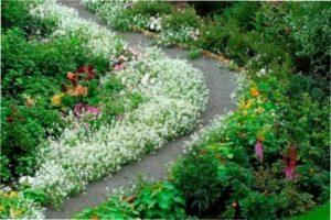 Низькорослі бордюрні квіти-багаторічники (фото)
