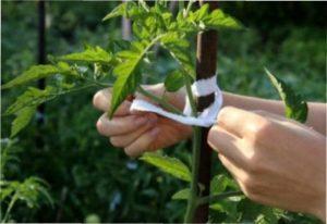 Розсада середнього ступеня переростання