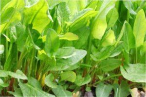 Посадка зелені в квітні