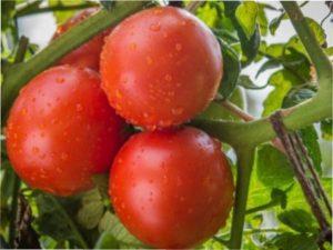 Вирощування томата «Катя»