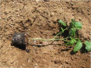 Як правильно висаджувати розсаду помідорів яка переросла у відкритий грунт