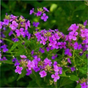 Посадка квітів в квітні