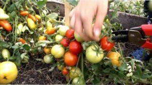 Пасинкування Вирощування томата «Катя»