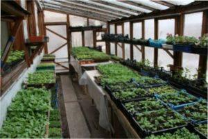 Висадка у відкритий грунт