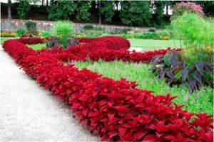 Низькорослі багаторічні рослини для бордюру