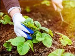 Правильний догляд за полуницею