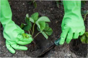 Догляд за полуницею в жовтні