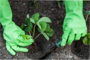 Догляд за полуницею в квітні
