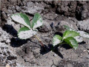 Догляд в квітні за полуницею -добрива