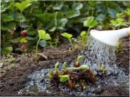 Догляд за полуницею в червні