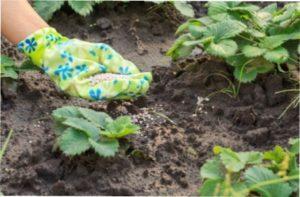 Правильний догляд за полуницею в серпні