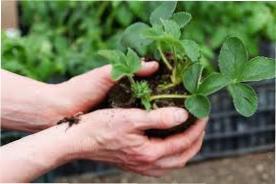 Посадка і догляд полуниці в вересні