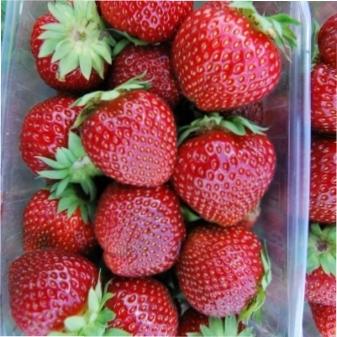 Суниця Мальвіна фото