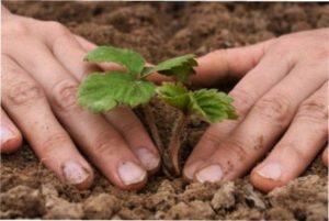 Посадка клубники фото