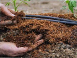 Грунт для полуниці Мальвіна