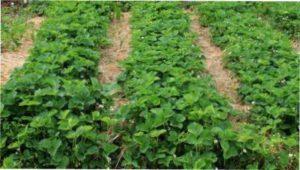 Схема посадки клубники Мальвіна фото