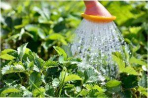 Полив полуниці у відкритому грунті