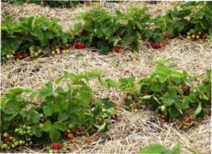 Добриа для полуниці види