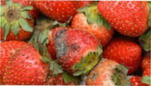 Гнила суниця фото