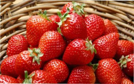 Обробка полуниці від хвороб і шкідників