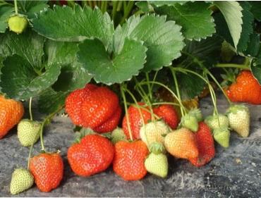 Посадка полуниці саджанцями і вусами навесні - коли і як правильно садити полуницю весною