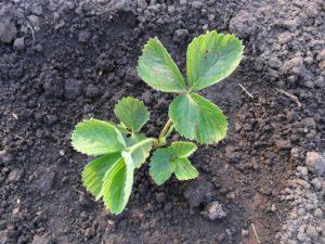 Головні правила посадки полуниці навесні повинні бути доступні для ознайомлення всім початківцям садівникам.