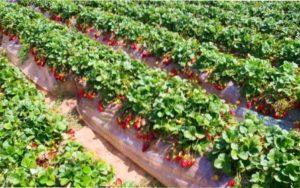 Місце для посадки розсади полуниці і суниці навесні