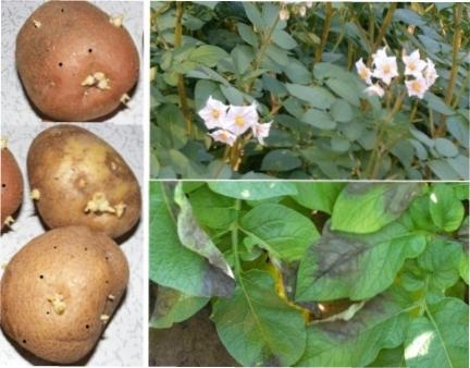Грибкові і бактеріальні хвороби картоплі - лікування та профілактика картоплі від шкідників та хвороб