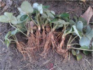 Попередники полуниці для правильної весняної посадки у відкритому грунті