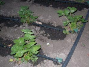 Грунт для посадки полуниці: як правильно підготувати землю навесні