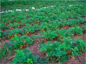 Підготовка ґрунту і грядки для посадки полуниці ранньою весною: які добрива вносити