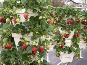 Схема посадки полуниці навесні у відкритому грунтіСхема посадки полуниці навесні у відкритому грунті