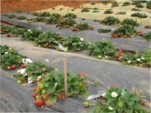 Відстань між кущами полуниці при посадці