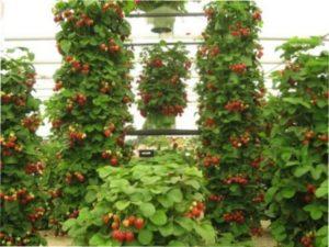 Способи і варіанти посадки полуниці в грядки (з фото)