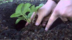 Дрібноплідну суницю краще висаджувати окремими грядками або майданчиками.