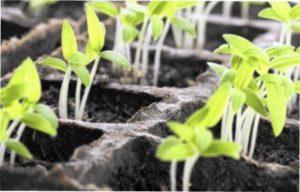 Фундазол припарат фото