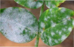 Фунгіцид передозування.