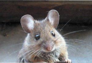 Як позбутися мишей на дачі назавжди: основні методи