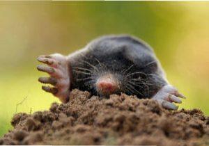 Методи боротьби з кротами на садових ділянках за допомогою вертушок