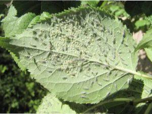 Опис шкідливої комахи - попелиці фото