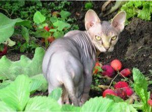 Ефективні методи боротьби з навалою мишей фото