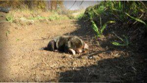 Ключові методи боротьби з кротами