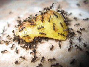 Як позбутися від мурашок за допомогою борної кислоти?